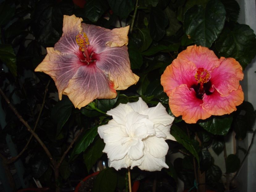  - HIBISCUS 2017