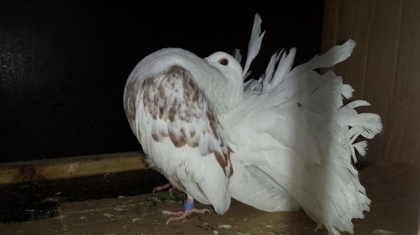  - De vanzare VOLTATI