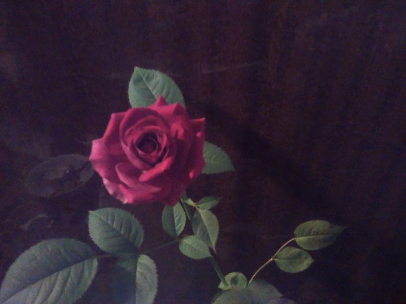 Trandafir de gradina - Florile mele