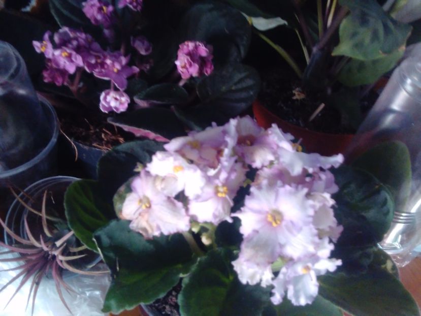 Violeta africana - Florile mele