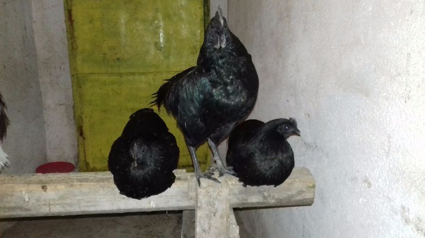  - Ayam cemani