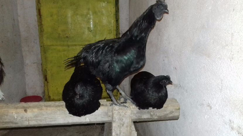  - Ayam cemani