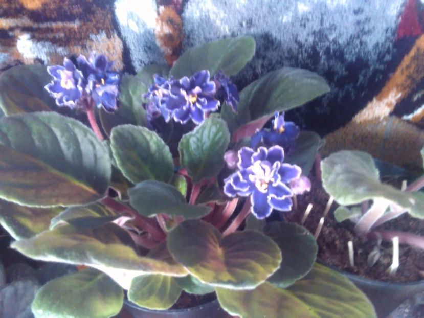 Violeta africana - Florile mele