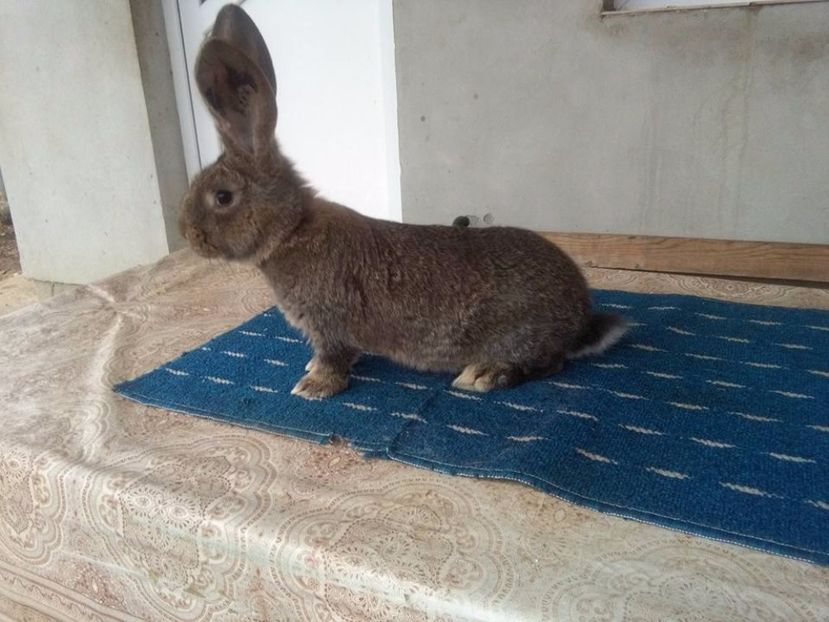 0.1... 2 luni si o saptamana - DE VANZARE MOMENTAN