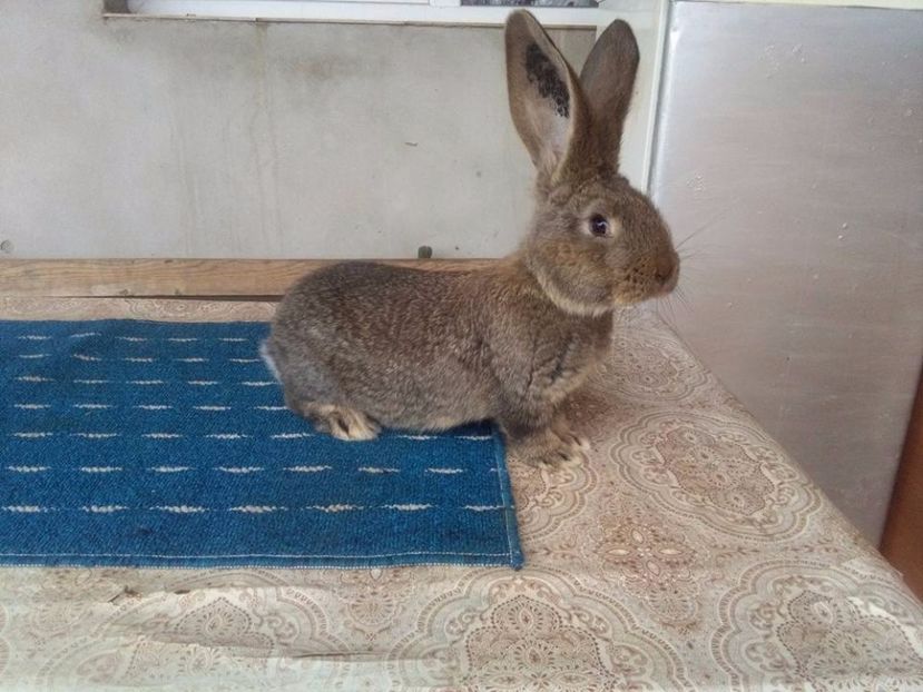  - DE VANZARE MOMENTAN