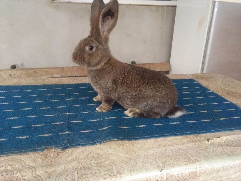  - DE VANZARE MOMENTAN