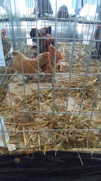  - EXPO SATU MARE 2017