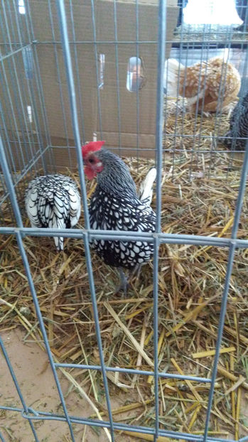  - EXPO SATU MARE 2017