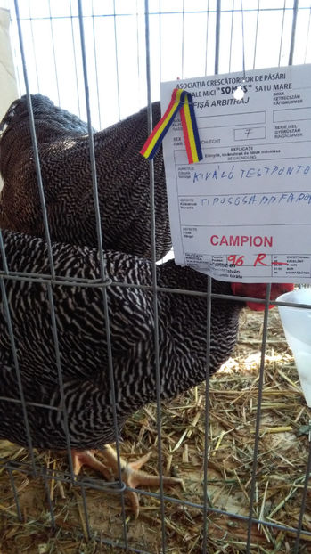  - EXPO SATU MARE 2017