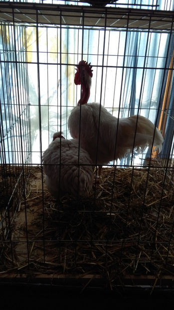  - EXPO SATU MARE 2017