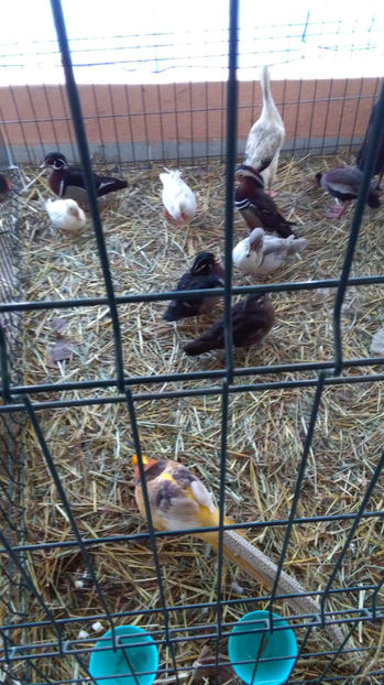  - EXPO SATU MARE 2017