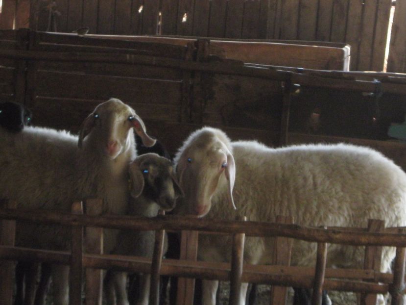  - Achizitie noua-oi Assaf