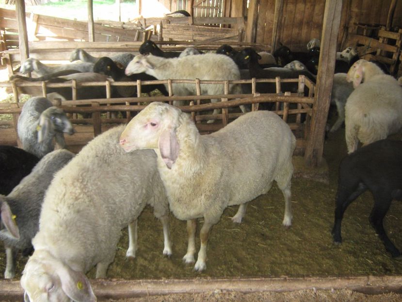  - Achizitie noua-oi Assaf