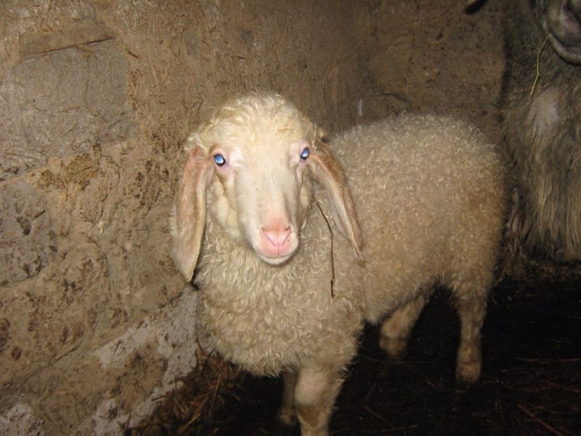  - Achizitie noua-oi Assaf