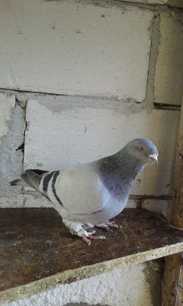 M2016 - Cuci -Albastri- Matca 2018