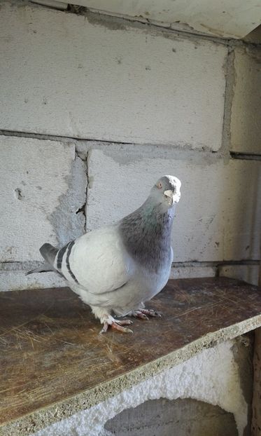  - Cuci -Albastri- Matca 2018