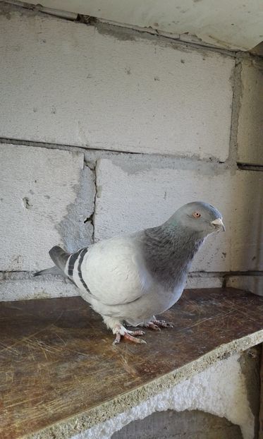  - Cuci -Albastri- Matca 2018