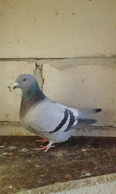 F2016 - Cuci -Albastri- Matca 2018