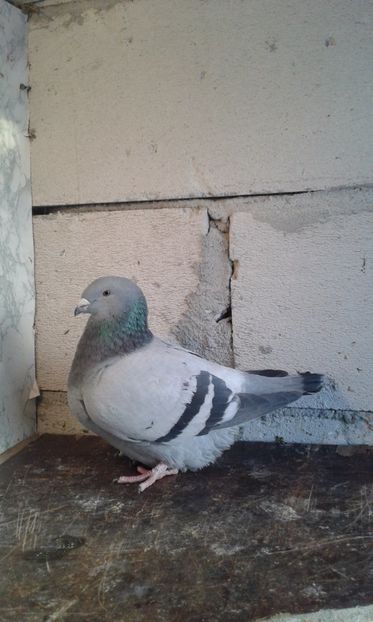  - Cuci -Albastri- Matca 2018