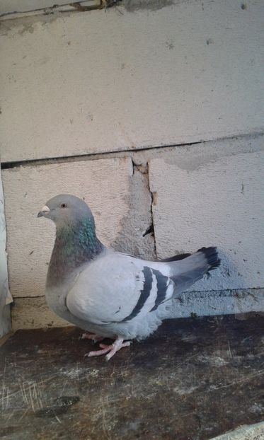  - Cuci -Albastri- Matca 2018