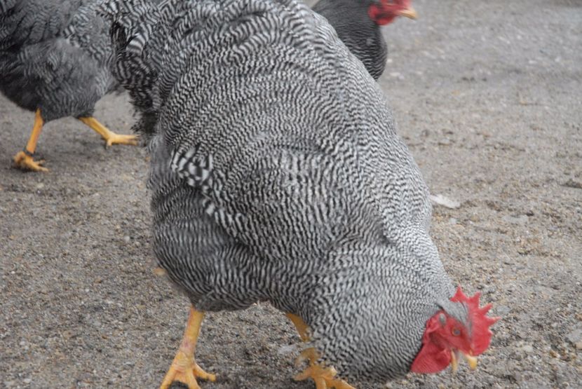  - Plymouth matca 2017