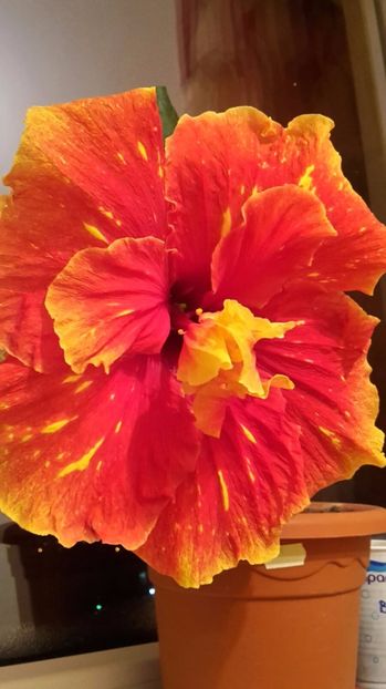 11.22.20 (2) - Hibiscus DANCING FIRE
