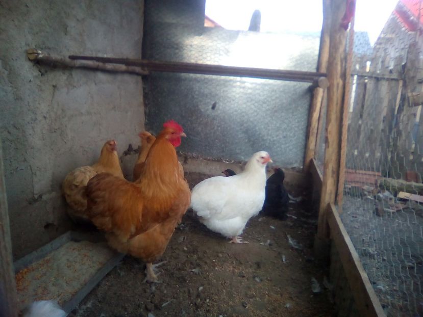  - gaini orpington auriu