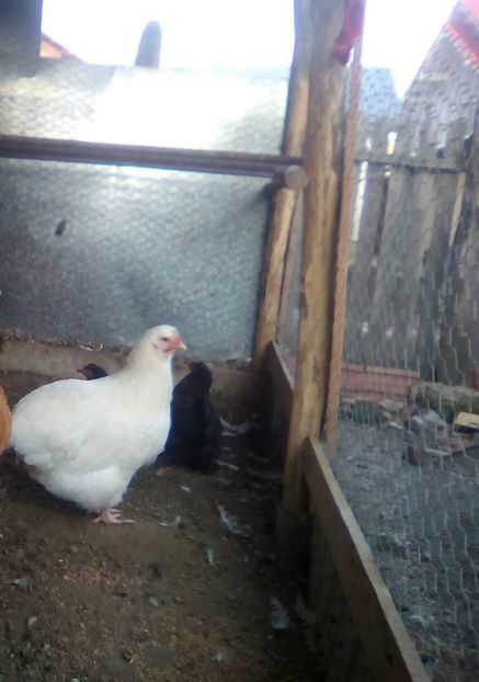  - gaini orpington auriu