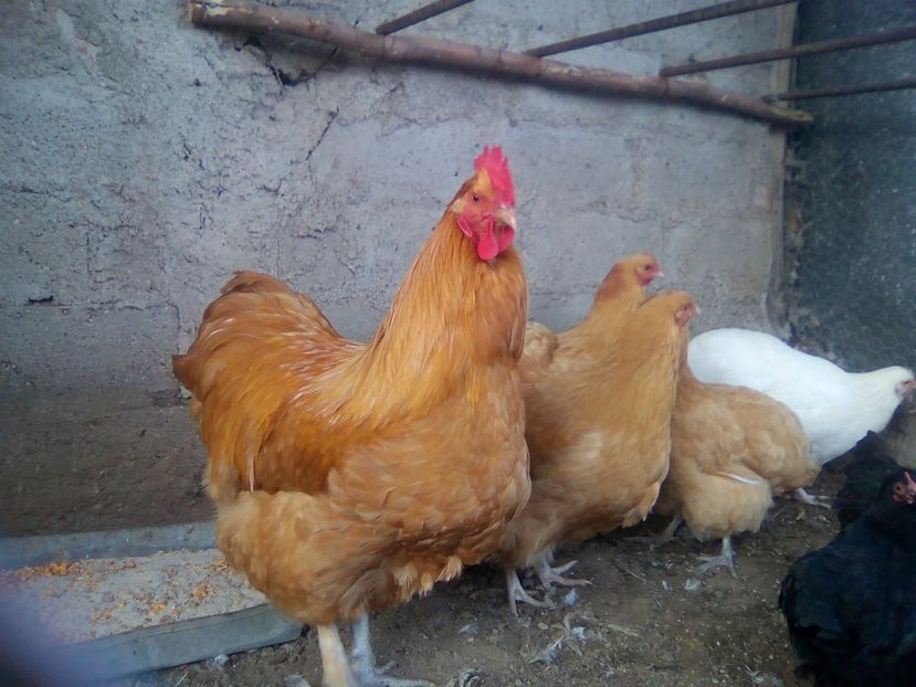  - gaini orpington auriu