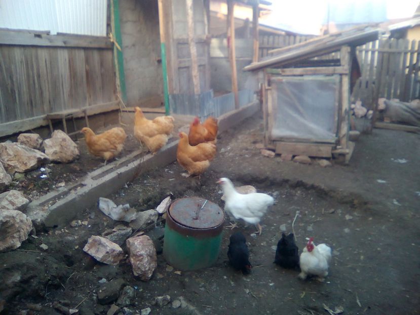  - gaini orpington auriu