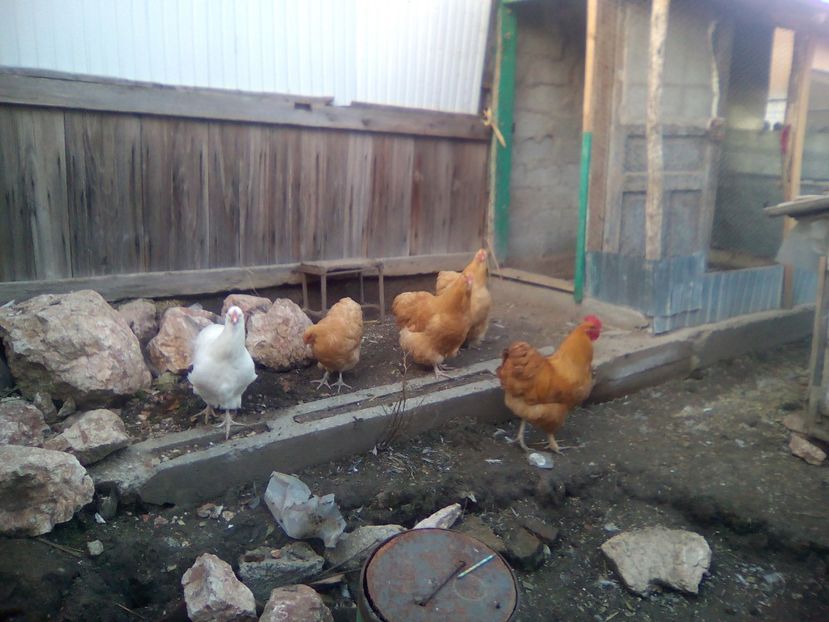  - gaini orpington auriu