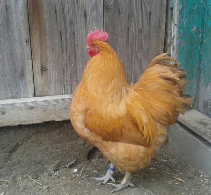 20170123_104810-1 - gaini orpington auriu