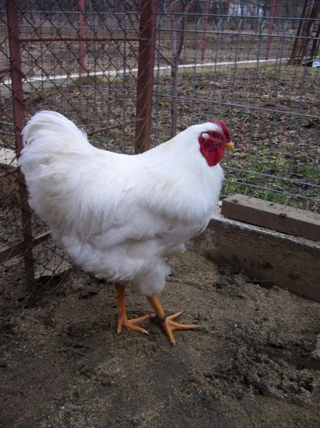 P1050202 - matca wiandotte alb 2017