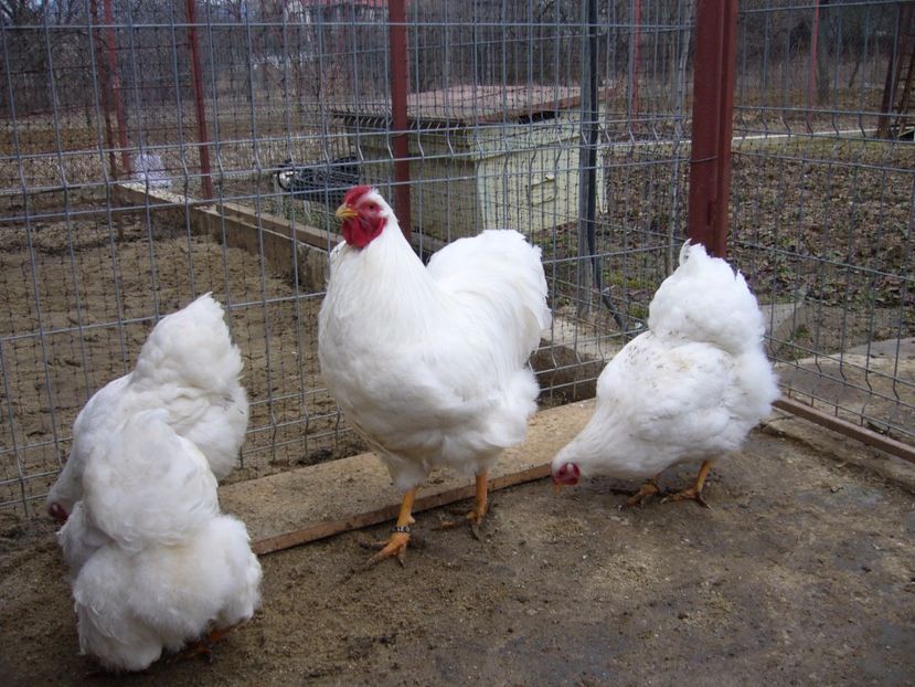 P1050232 - matca wiandotte alb 2017