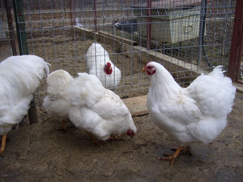 P1050234 - matca wiandotte alb 2017