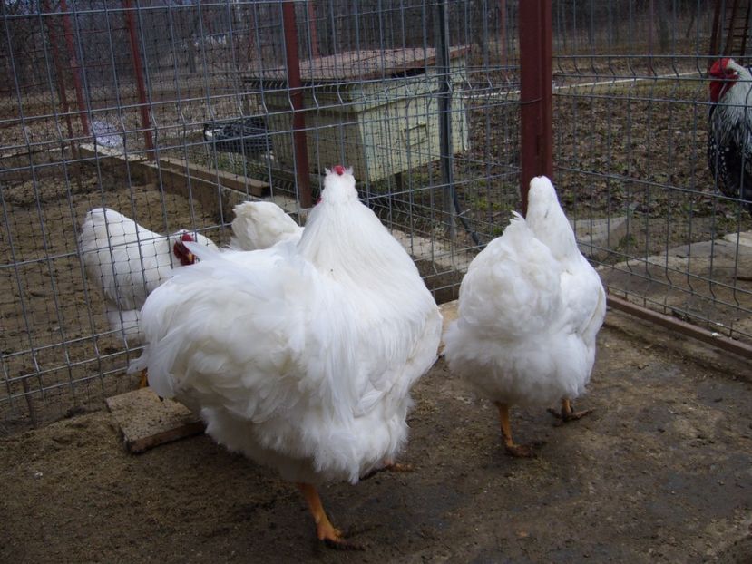 P1050235 - matca wiandotte alb 2017