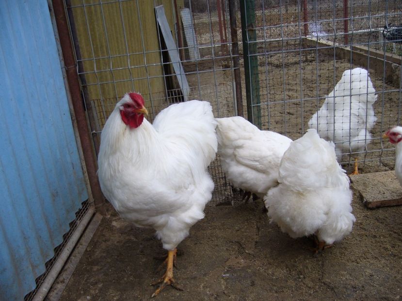 P1050236 - matca wiandotte alb 2017