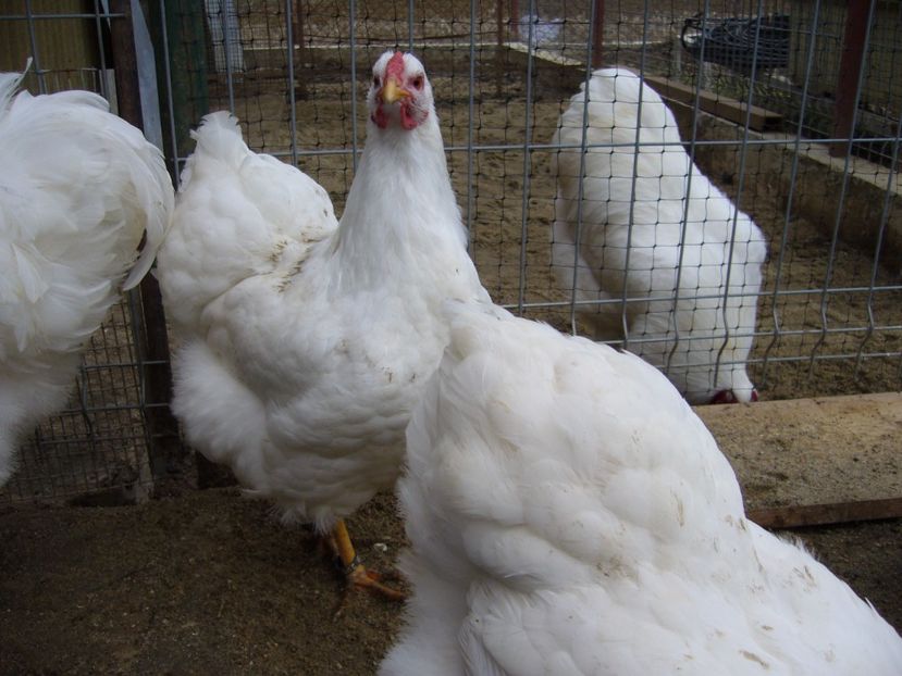 P1050237 - matca wiandotte alb 2017