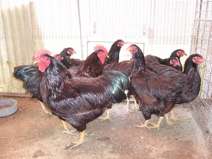 P1050211 - Rhode island matca 2017