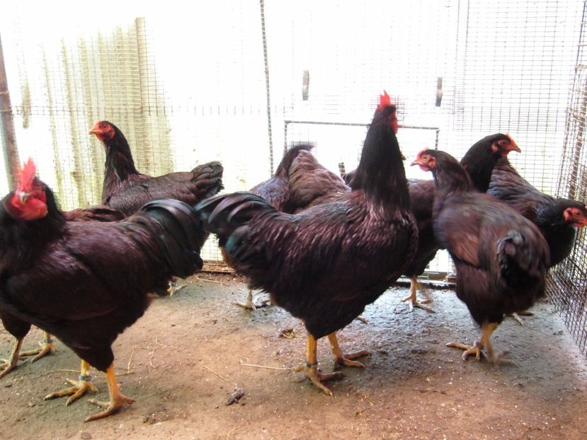 P1050212 - Rhode island matca 2017