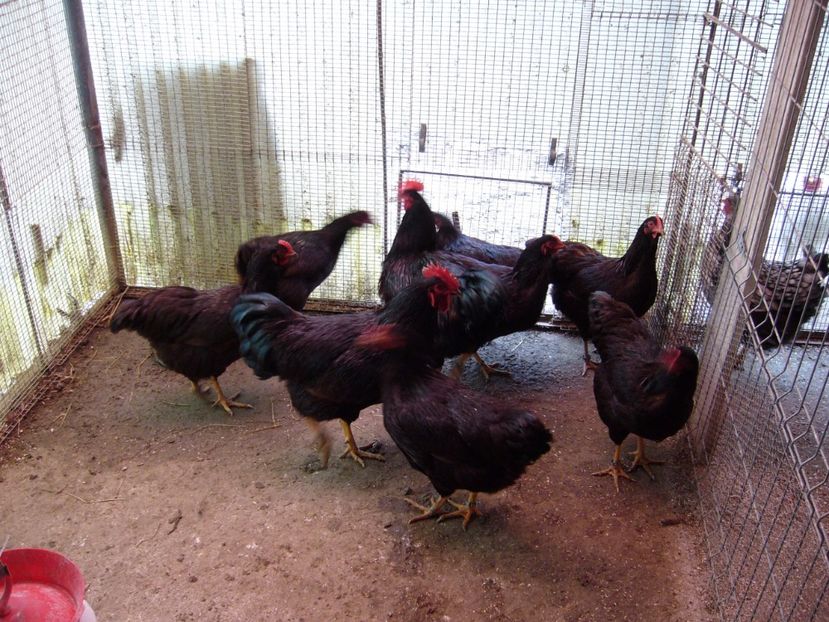 P1050213 - Rhode island matca 2017