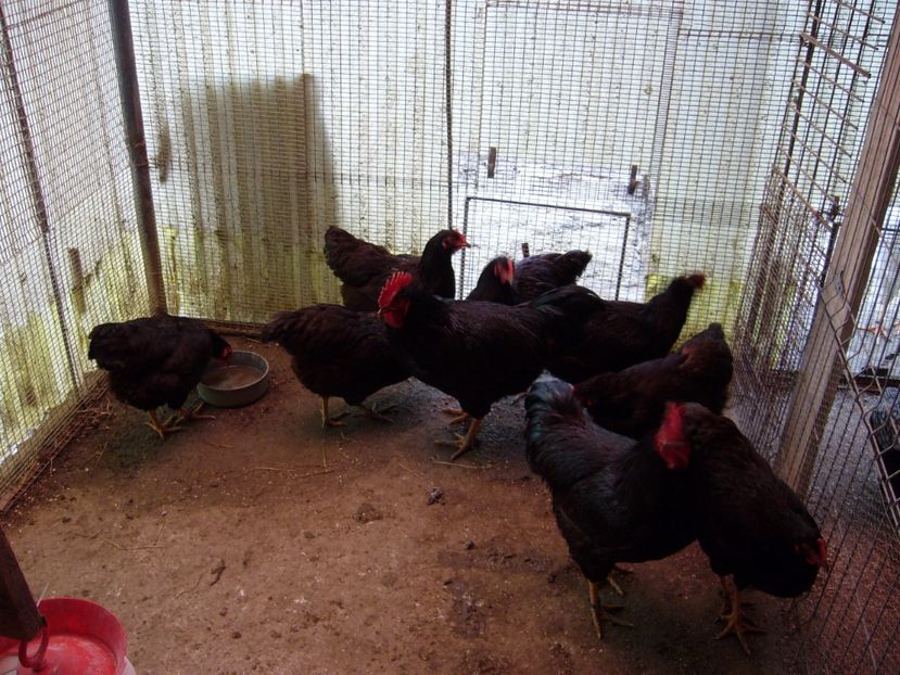 P1050214 - Rhode island matca 2017