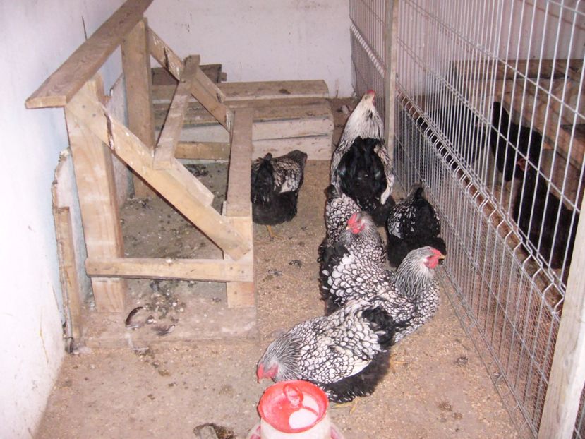 P1050207 - Matca wiandotte argintiu 2017