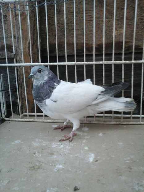 F - zburatori de budapesta matca pt 2017