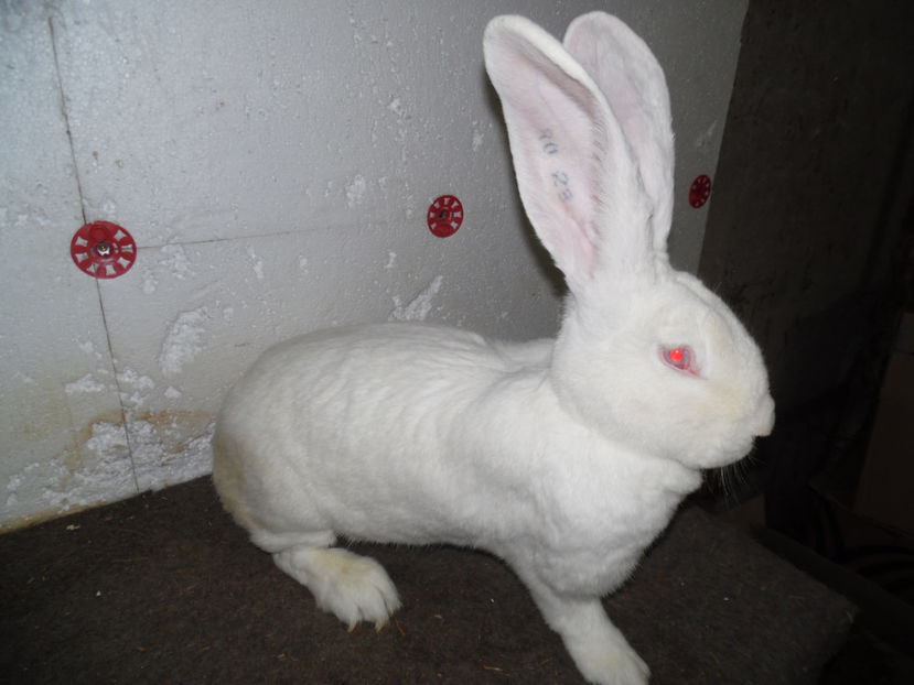 RO 23 255(F1) - 03 M A T C A___U G A _2017