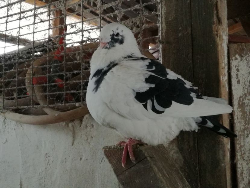  - porumbei americani