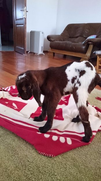 Cezar alb fatat de o ora - Fatari ianuarie 2017