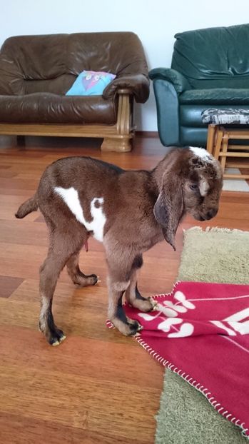 Cezar negru frarele lui Cezar alb - Fatari ianuarie 2017