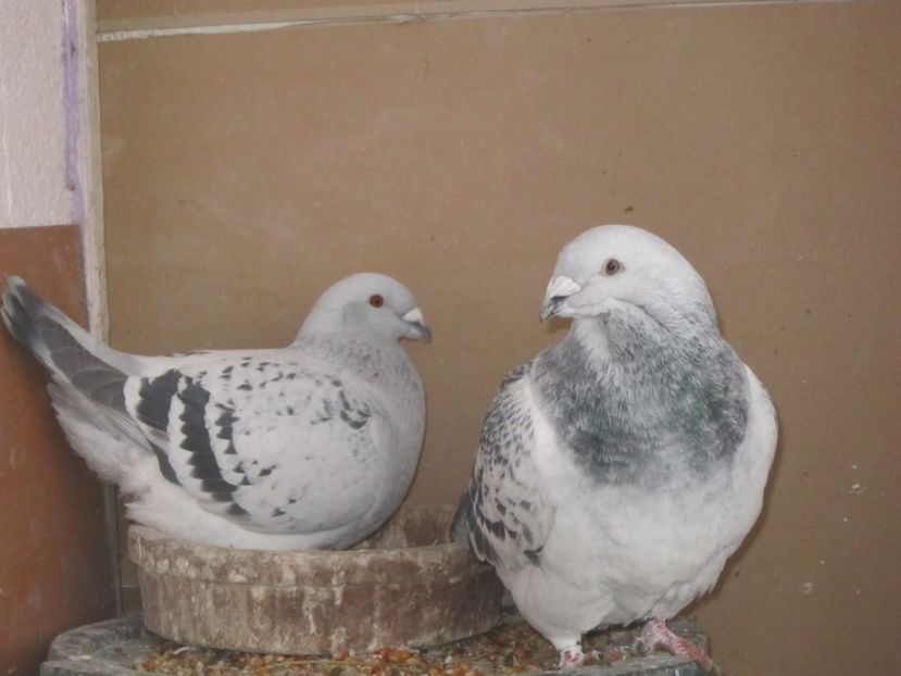 PORSCHE &FABIA - CUPLURI PENTRU 2017