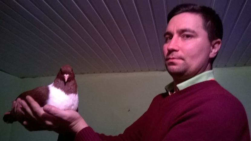 m.2016.strasser - porumbei strasseri